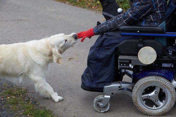 協助犬協助肢障者脫去手套。