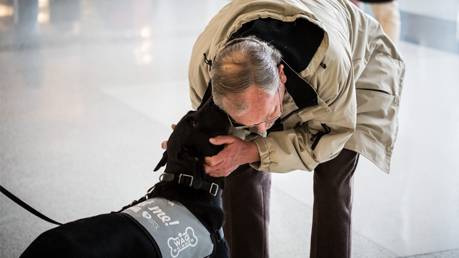 機場中與治療犬互動的旅客。