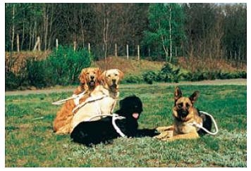 除了拉不拉多之外，還有黃金獵犬、德國狼犬特別適合拿來作為導盲犬訓練。